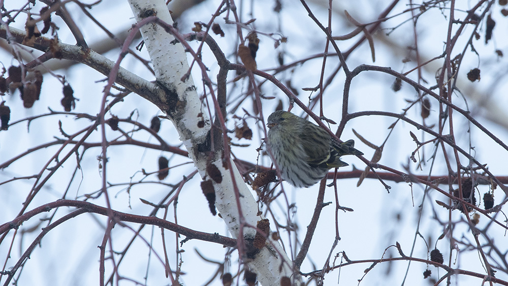 Eurasian Siskin